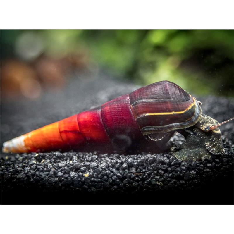 Melc Faunus Ater Cappuccino - imagine 4